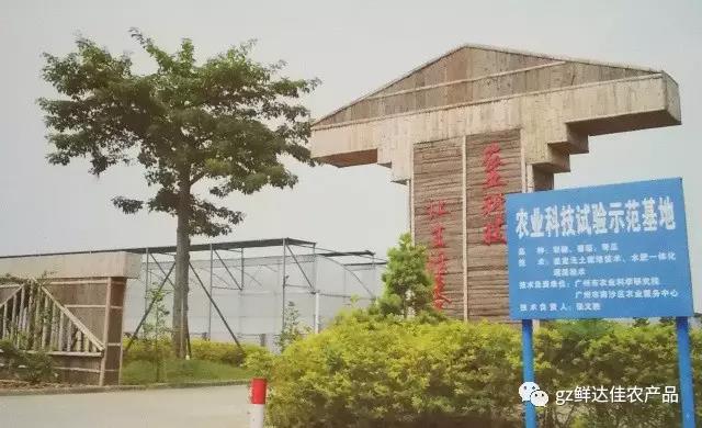 南沙農業生產香蕉国产精品